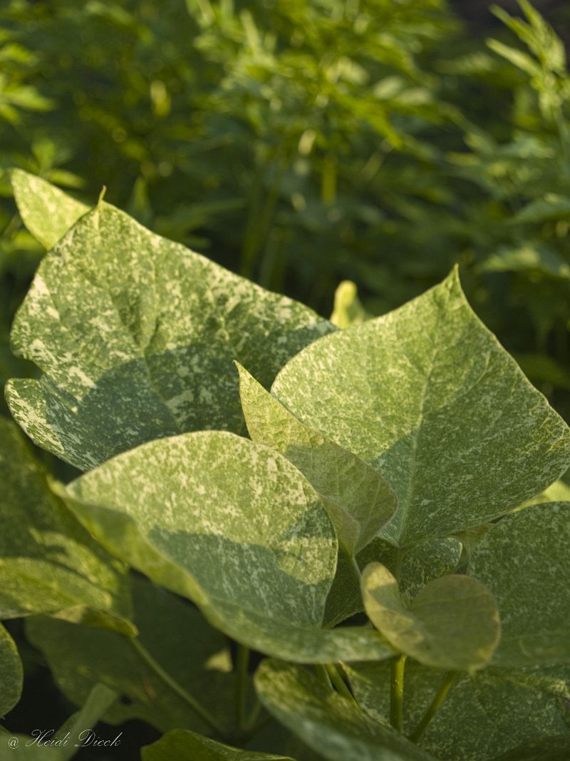 Catalpa Pulverulenta